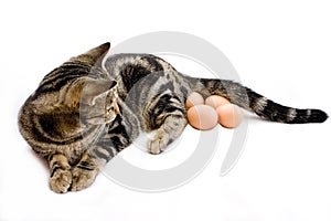 Cat laying eggs photo