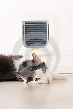 Cat laying in front of the cat door