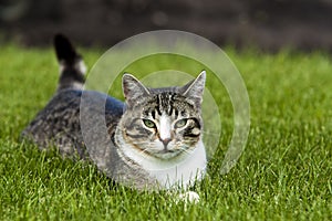 Cat laying in Grass.