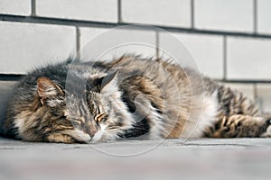 A cat is laying on the ground beside the wall.