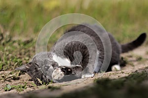 Cat laying on meadow ground in summer