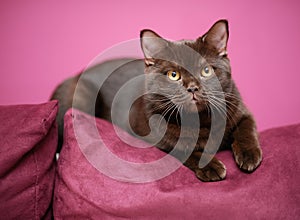 Cat laying on the pillow