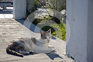 cat laying on a sidewalk