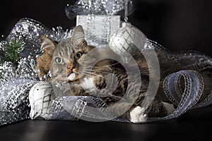 Cat Laying in Silver Christmas Ornaments