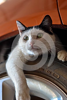 CAT LAYING ON TIRE UNDER CAR