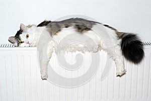 Cat lays down on a white radiator