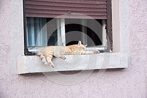 Cat lays down on a window