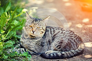 Cat lays in the yard