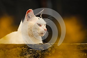 A cat leaning against a wall watches as he is surrounded by autumn vegetation