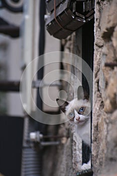 Cat leaning out of a window photo