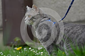 Cat on a leash