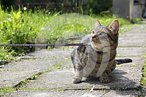 Cat on the leash for a walkies prostesting