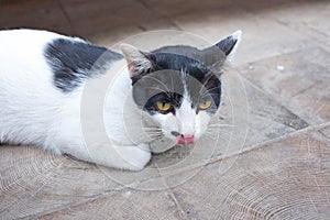 Cat on the left licks his nose