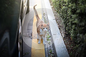 Cat leisurely walking away from a car parked on the side of the street