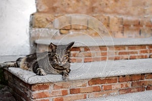 Cat lengthened on the stairs photo