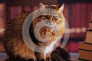 Cat on a library. Humorous image of scientific cat against bookshelves background