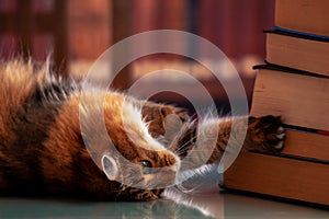 The Cat Library. Humorous portrait of scientific cat rolling upside down looking at books
