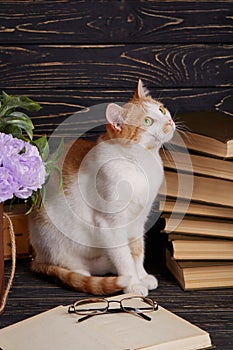 The cat is sitting next to an open book