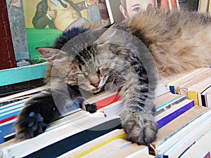 Cat in a library