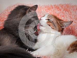 Cat licking cat. The friendship of the two cats, love and tenderness