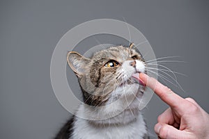 Cat licking human finger