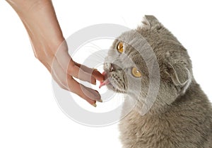 Cat licking a human hand