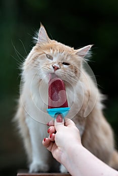 Cat licking ice cream in summer