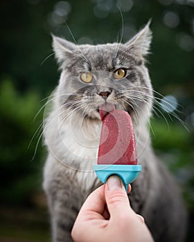 Cat licking ice cream in summer heat