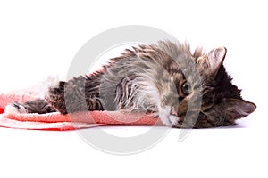 Cat licking its fur and lying on bath towel