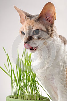 Cat Licking Its Lips After Eating Grass