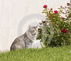 Cat licking lips in the garden