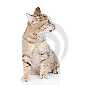 Cat Licking lips in profile. isolated on white background