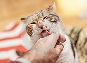 Cat licking man hand with abrasive tongue