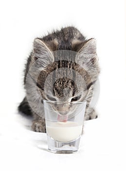 Cat licking milk from glass