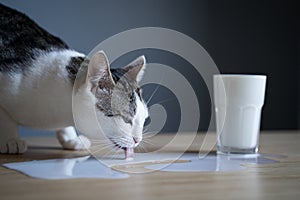 Cat licking milk spilled on a table from a glass