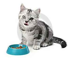 Cat licking mouth. Portrait grey striped cat on isolated white background. Hungry kitten lick lips