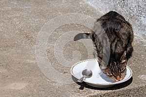 Cat licking plate