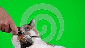 Cat licking teaspoon on green background