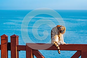 Cat licking their coats on a fence against the background of the sea