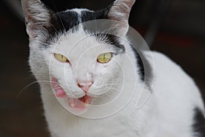 Cat Licking Tongue