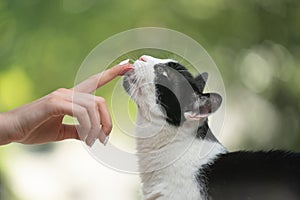 cat licking treats off finger