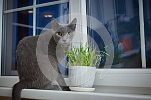 Cat licks grass for the health of pets on the windowsill. Conceptual photo of pet care and healthy food for domestic