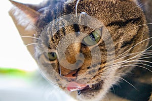 Cat licks his nose