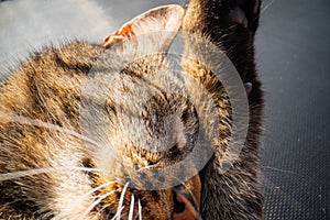 Cat licks his paw, Cat tongue after eating ,lovely cat licking his paw