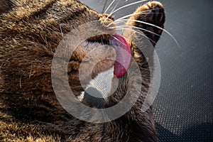 Cat licks his paw, Cat tongue after eating ,lovely cat licking his paw