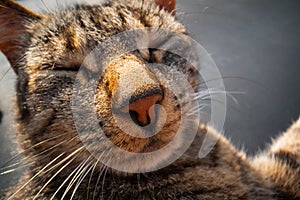 Cat licks his paw, Cat tongue after eating ,lovely cat licking his paw