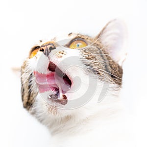 The cat licks its tongue wide open mouth and looks up to the left.