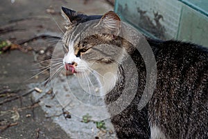 Cat Licks Nose