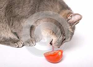 The cat licks tomato