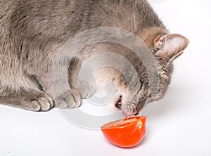 The cat licks tomato